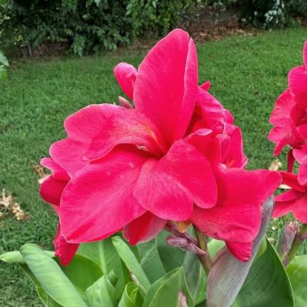 PINK ELWYN CANNA FLOWER SEEDS HEIRLOOM NON-GMO HIGH GERMINATION ORGANIC GARDEN SEEDS FOR PLANTING Seeds - Heirloom Non G