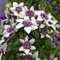 White Clematis Flower Seeds Purple Exotic Flowering Plants Colorful Backyard Beauty Seeds for Planting Heirloom Non-GMO