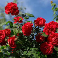 Red Rose Flower Seeds Heirloom Non GMO High Germination Organic Garden Seeds for Colorful Landscape Seeds for Planting -