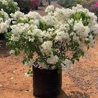 White Bougainvillea Flower Seeds - Heirloom Non GMO High Germination Organic Garden Flower Seeds