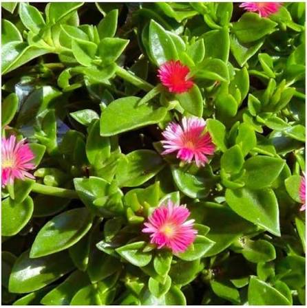 Pink Aptenia Flower Seeds