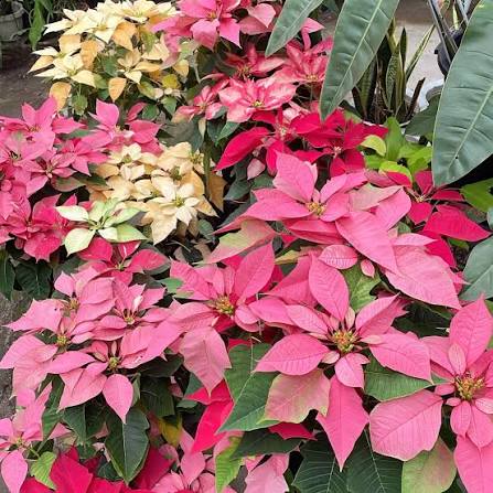 Mixed Poinsettia Flower Seeds
