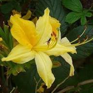 Yellow Azalea Flower Flower Seeds - Heirloom Non GMO High Germination Organic Garden Planting Seeds