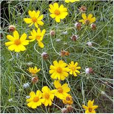 Goldthread Flower Seeds