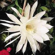 White Peniocereus Flower Seeds Exotic Flowering Plants for Colorful Backyard Beauty Seeds for Planting Heirloom Non-GMO