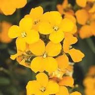 Orange Cheiranthus Flower Seeds