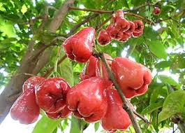 Red Rose Apple Fruit Seeds
