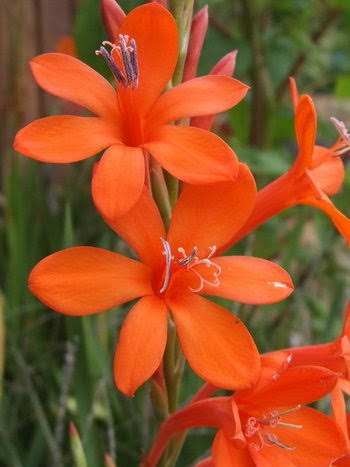 Watsonia Flower Seeds