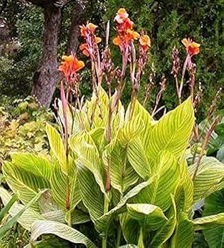 Mixed Canna Flower for Planting Heirloom Non-GMO High Germination Organic Garden for Colorful Blooms Seeds - Heirloom