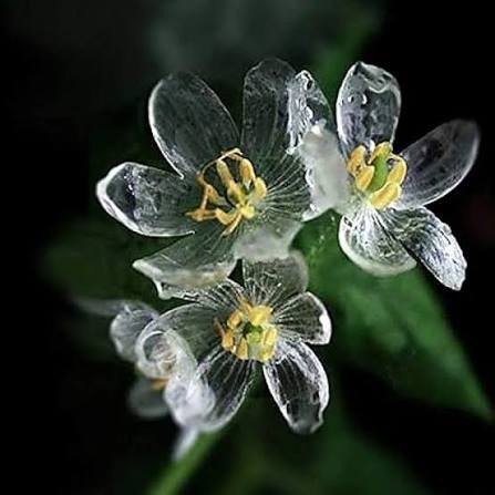 diphylleia Flower