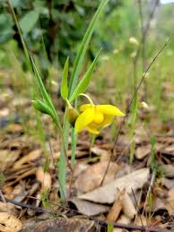 White Calochortus Flower Seeds - Heirloom, Non-GMO, High Germination Flower Seeds for Planting