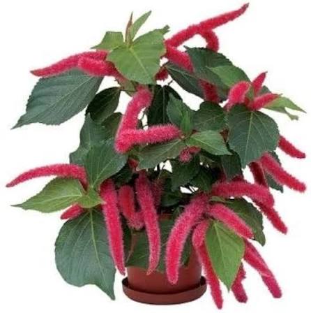 Acalypha Hispida Flower Seeds