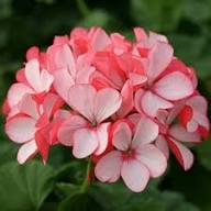 Pink Rare Pelargonium Peltatum Flower Seeds for Planting Heirloom Non-GMO High Germination Organic Garden Seeds - Heirlo
