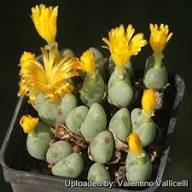Yellow Conophytum Flower Seeds - Heirloom Non GMO High Germination Flower Seeds for Planting