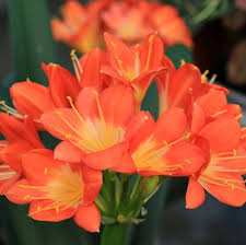 Orange Clivia Flower Seeds