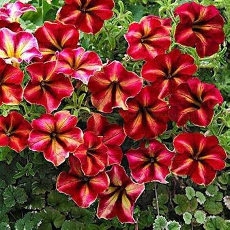 Marron Petunia Flower Seeds for Planting Heirloom Non-GMO High Germination Organic Garden Seeds Colorful Blooms -