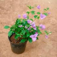 Pink Light Bougainvillea Flower Seeds - Heirloom Non GMO High Germination Flower Seeds for Organic Home Garden Planting
