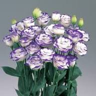 Eustoma Flower – Heirloom, Non-GMO, High Germination, Organic Garden Seeds - Heirloom Non GMO High Germination Organic