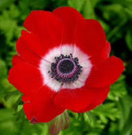Red Cineraria Flower Seeds - Heirloom Non GMO High Germination Garden Seeds for Planting