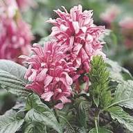 JUSTICIA FLOWER SEEDS