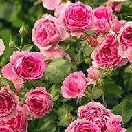 Damask Rose Flower Seeds - Heirloom Non GMO High Germination Flower Seeds for Planting