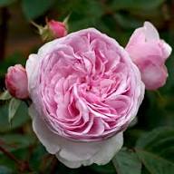 AUSTIN ROSE FLOWER SEEDS HEIRLOOM NON-GMO HIGH GERMINATION ORGANIC GARDEN SEEDS FOR PLANTING Seeds - Heirloom Non GMO Hi