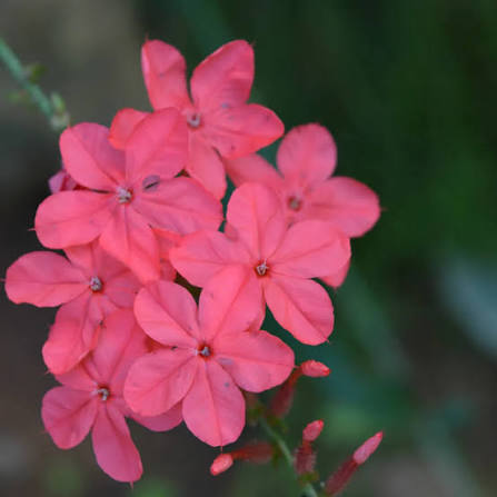 Pink Plumbago Flower Seeds