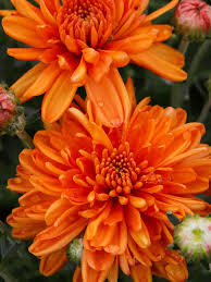 Orange Blooming Chrysanthemum Flower Flower Seeds - Heirloom Non GMO High Germination Organic Garden Planting Seeds