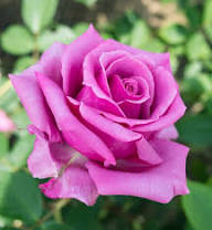 floribunda flower seeds flower