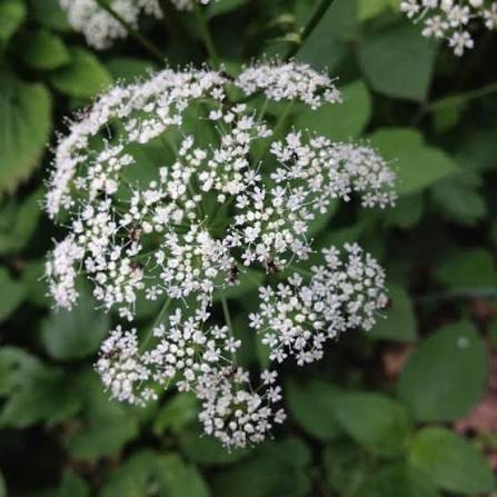 White Aegopodium podagraria Flower
