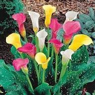 Mixed Callalily Flower Seeds