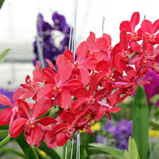 Red Blooming Orchid Flower Seeds