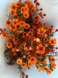Orange Chamaelaucium Flower Seeds for Planting Heirloom Non-GMO High Germination Organic Garden Seeds - Heirloom Non