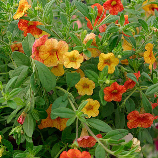 Calibrachoa Flower Seeds