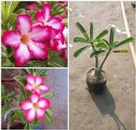 Pink Adenium Flower Seeds Heirloom Non GMO High Germination Organic Garden Seeds for Colorful Seeds for Planting - Heirl