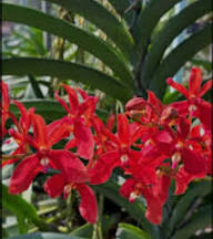 Red Blooming Orchid Flower Flower Seeds - Heirloom Non GMO High Germination Organic Garden Planting Seeds