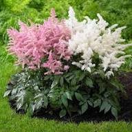 Green Astilbe Flower Fresh Planting Lush Perennials Flower Seeds Home Garden Planting Seeds for Planting Non-GMO High