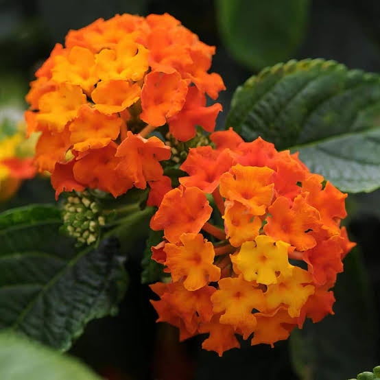 Orange Lantana Flower Seeds – Premium Floral Seeds for Decorative Home Landscaping