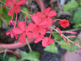 Pink Plumbago Flower Seeds
