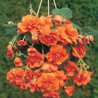 Orange Begonia Rose Flower Flower Seeds - Heirloom Non GMO High Germination Organic Garden Planting Seeds