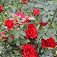 Red Rose Flower Flower Seeds - Heirloom Non GMO High Germination Organic Garden Planting Seeds