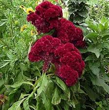 Red Cockscomb Flower Seeds - Heirloom Non GMO High Germination Flower Seeds for Planting