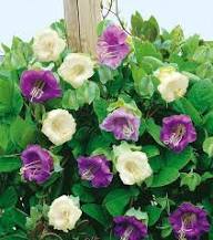 Violet Cobaea Flower Seeds - Heirloom Non GMO High Germination Flower Seeds for Planting