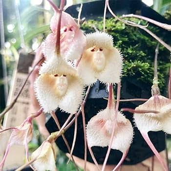 White Monkey Orchid Flower Seeds for Planting Heirloom - Heirloom Non GMO High Germination Organic Flower Seeds