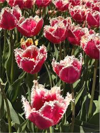 Pink Tulipa humilis Flower Seeds