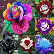 Mixed Rose Flower