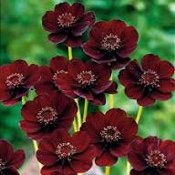 Maroon Rose Flower Seeds - Heirloom Non GMO Premium Garden Seeds for Planting and Home Gardening