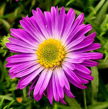 Pink Aster Flower Seeds for Planting Rare Blooming Plants Heirloom Non-GMO High Germination Organic Garden Seeds Colorfu