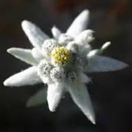 White Edelweiss Flower Seeds Exotic Flowering Plants Colorful Backyard Beauty Seeds for Planting - Heirloom Non GMO High