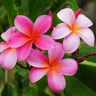 Pink Plumeria Flower Seeds Easy Grow Blossoms for Home Garden Decoration, Heirloom Non-GMO High Germination Seeds for Pl